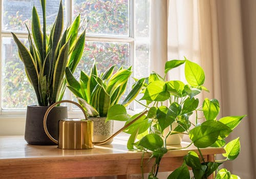 Two different varieties of house plants soak in the sun from a bright windowsill