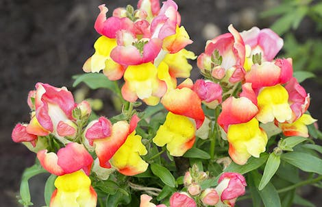 Photograph of a snapdragon