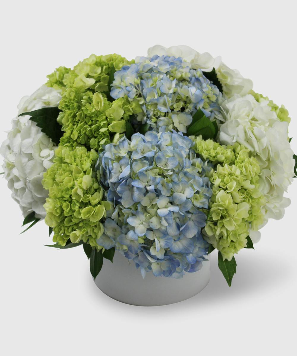 Heavenly Hydrangea SameDay Flower Delivery Sudbury MA
