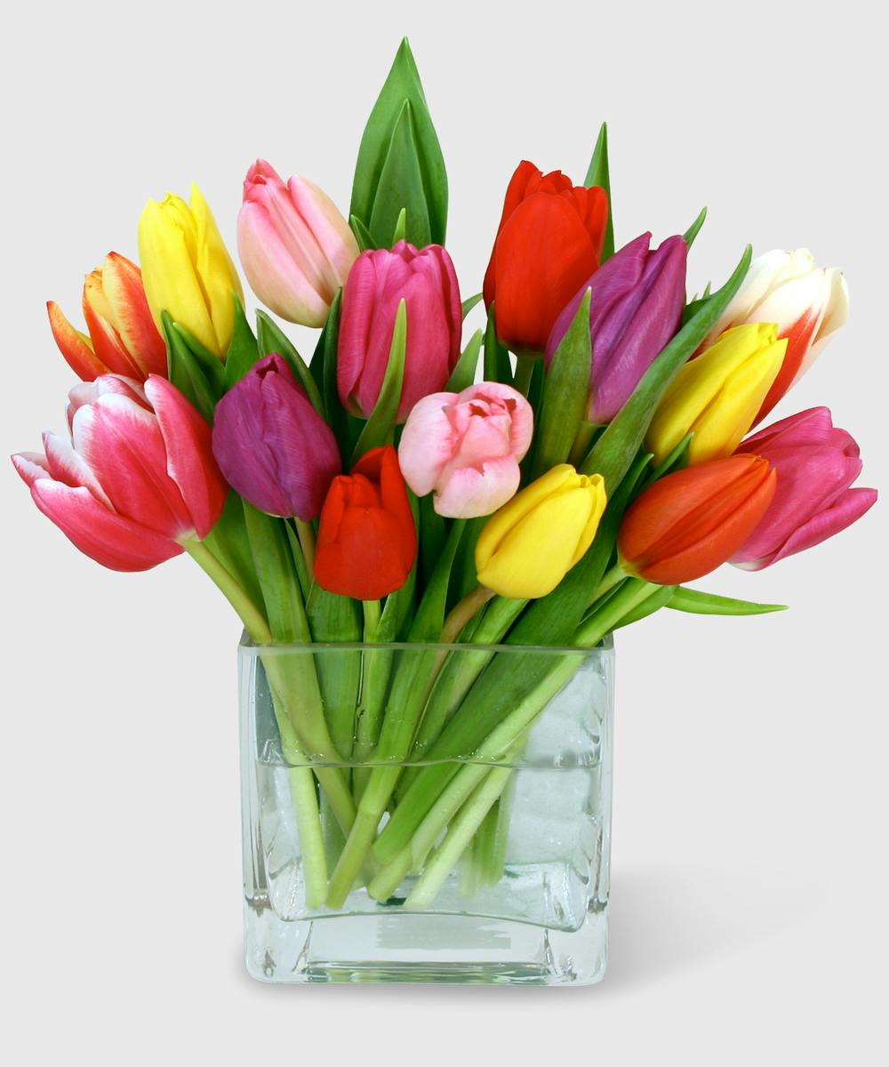 Rainbow Tulips | The Frugal Florist Sudbury MA